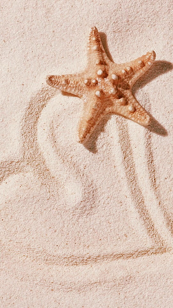 Heart, Starfish HD phone wallpaper