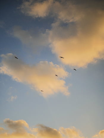 A tranquil scene of birds flying against a warm sunset sky in Paestum, Italy. HD phone wallpaper