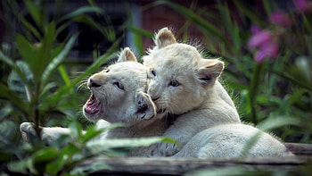 Lion Cubs Playing, lions, animals, cub HD wallpaper