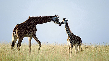 Animals, Grass, Couple, Pair, Care, Giraffe HD wallpaper
