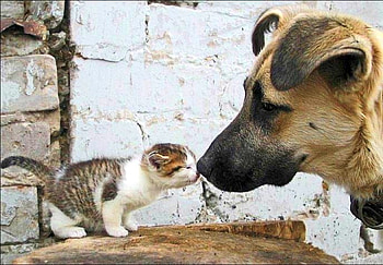 Amazing Love, cat and dog, , love, cool, amazing HD wallpaper