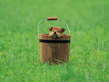Dog-In-Barrel, dog, cute, funny, pet HD wallpaper
