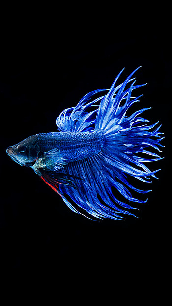 fish , Pixelstalk collection, Beautiful fish ry, Stunning backgrounds HD phone wallpaper