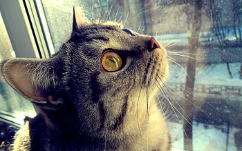 Animals, Cat, Muzzle, Eyes, Window HD wallpaper