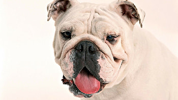 Bulldog, English Bulldog , Expert HD wallpaper