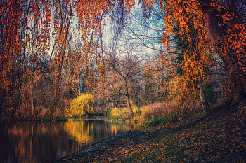 Lake, nature, tree, autumn HD wallpaper