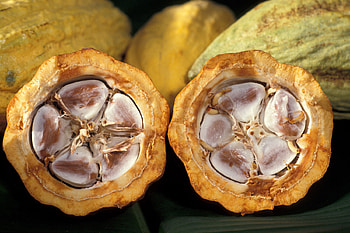 Cocoa production, Ivory Coast's treasure, Wikipedia's insights, Sustainable farming HD wallpaper