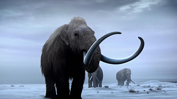 Bringing back woolly mammoths, NOVA season 45, PBS episode 105, Woolly mammoths return HD wallpaper