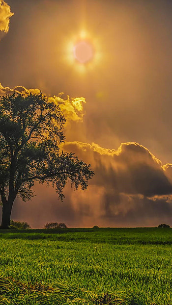 Field with trees, Nature's embrace, Tranquil environment, Scenic beauty HD phone wallpaper