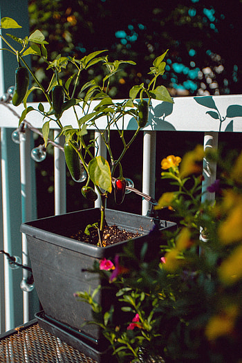 Pepper, Bush, Plant, Miscellanea, Miscellaneous, Pot, Decorative HD phone wallpaper