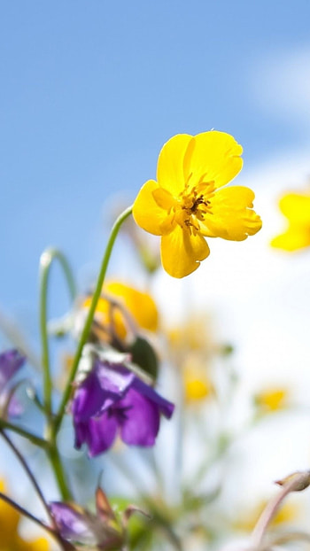 Spring Flowers, Yellow Flowers HD phone wallpaper