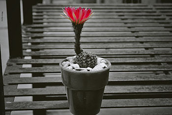Flowers, Flower, Cactus, Pot HD wallpaper