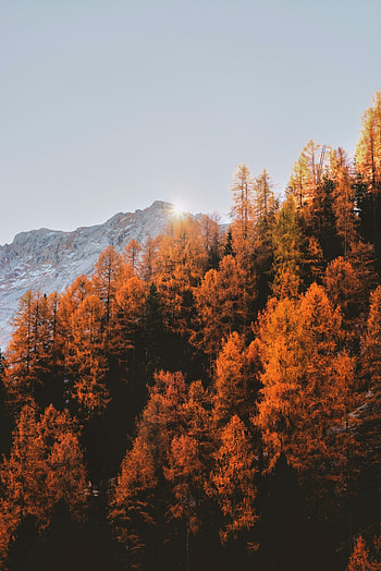 Autumn , for you, Nature's beauty, Seasonal colors HD phone wallpaper