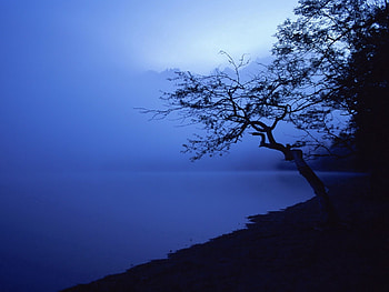 Nature, Night, Lake, Wood, Tree, Outlines, Water Surface HD wallpaper