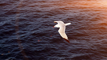 Seagull, Bird, Sea, Ocean HD wallpaper