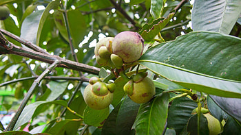 Mangosteen, Chantaburi, Thailand, Unexplored region HD wallpaper