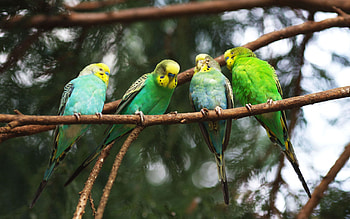 Animals, Birds, Parrots, Branches, Knot HD wallpaper