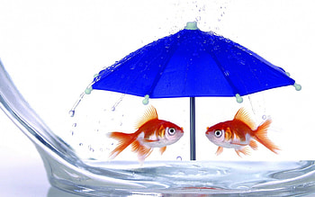 Hot summer, blue, animal, umbrella, white, orange, summer, fantasy, abstract, funny, fish, water HD wallpaper