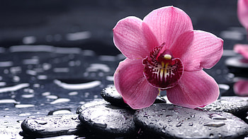 Moist Delicate Beauty, grey, rocks, elegant, delicate, pink, wet, charcoal grey, moist, flower HD wallpaper
