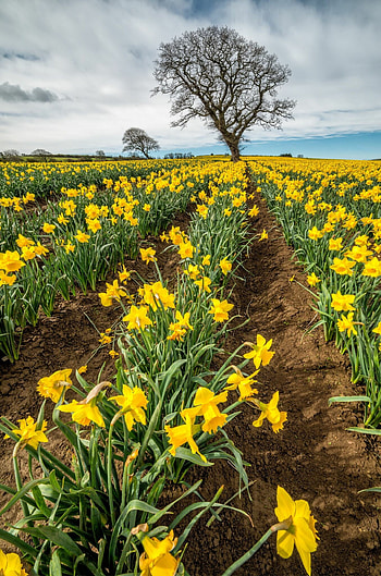 Daffodil Field, Daffodils HD phone wallpaper