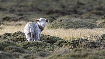 Sheep Is Standing On Grass Sheep HD wallpaper