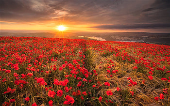 wheat and poppies, poppies, sky, ears of wheat, field HD wallpaper