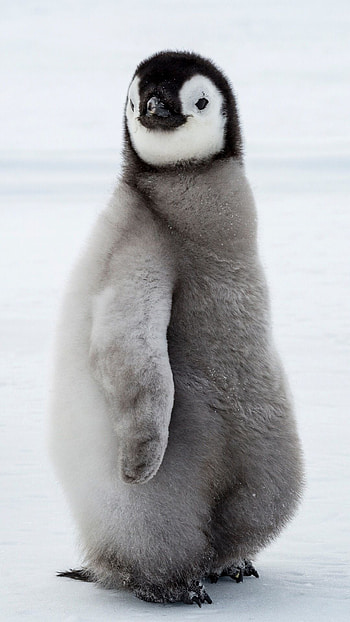 Penguin animal , Posted by Ethan Anderson, Adorable creatures, Nature's wonders HD phone wallpaper