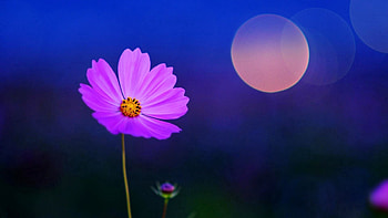 Flower, Macro, Glare, Field, Stem, Stalk HD wallpaper