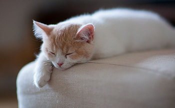 Kitty, White, Sleep, White and Ginger, Cute, Adorable, Animals, Ginger, Sweet, Cat, Sleeping, Kitten HD wallpaper