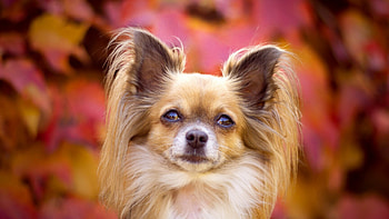 Papillon Dog, Well-behaved breed, Trainable dogs, Lovely companions HD wallpaper