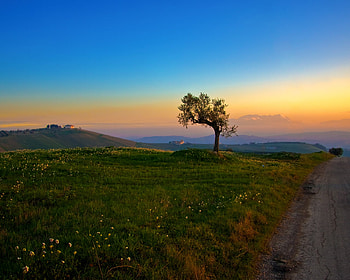 tree and the sunset, clouds, fields, tree, sunset HD wallpaper