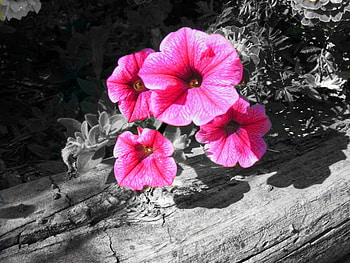 petunia, garden, pink, wood, flower HD wallpaper