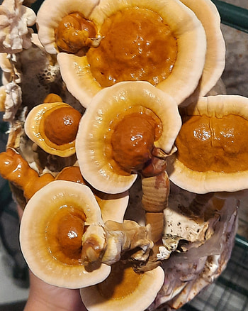 Reishi Mushrooms, Australian conks, Fruiting greenhouse, Liquid culture HD phone wallpaper