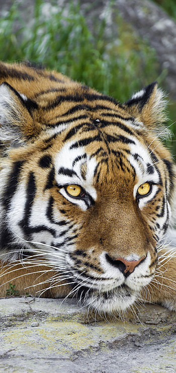 Animal, tiger HD phone wallpaper