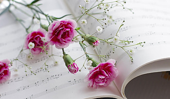 Music, Flowers, Carnations, Gypsophilus, Gipsophile, Notes HD wallpaper
