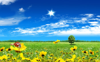 Landscape, Insects, Ladybugs HD wallpaper