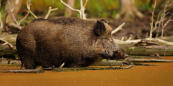 Animals, Water, Boar, Wild Pig HD wallpaper