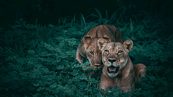 Lions Wildlife HD wallpaper