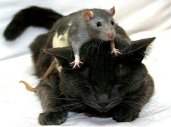 Cat and Rat, cute cat and rat, sleeping cat and rat, cuties HD wallpaper