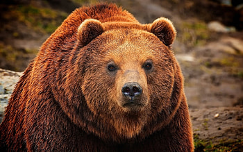 Grizzly Bear, Grizzly bear , Animal HD wallpaper