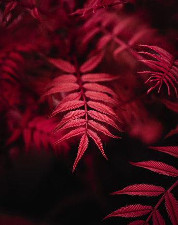 Leaves, Macro, Dark HD phone wallpaper