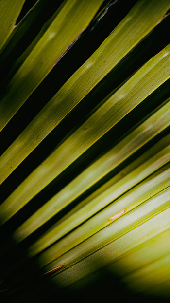 Leaves, Macro, Palm HD phone wallpaper