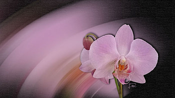 Orquideas 03, natur, flores, naturaleza, orchideen, nature, flowers, blumen, orquideas HD wallpaper
