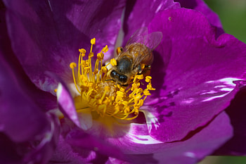 Bee, animal, nature, flower HD wallpaper