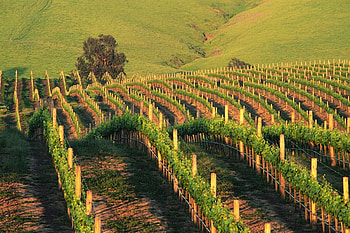 Napa Valley , backgrounds, Wine country beauty, Vineyard landscapes HD wallpaper