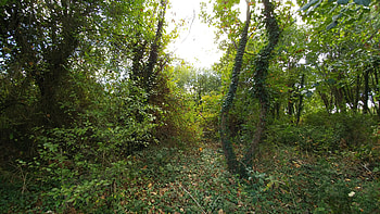 Forest Escape: Nature's Lush Tranquility, forest HD wallpaper