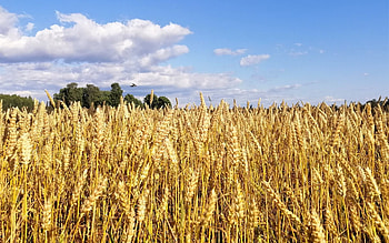 Cornfield in Latvia, clouds, Latvia, cornfield, nature HD wallpaper