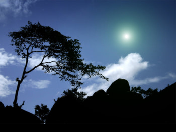 Night, sky, forests, silhouette HD wallpaper