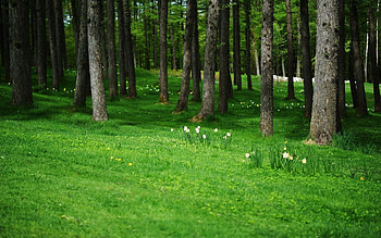 Nature, Trees, Grass, Forest HD wallpaper