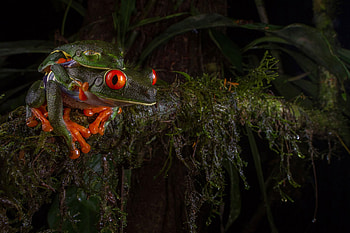 Frogs, animal, green, broasca, funny, frog, orange HD wallpaper